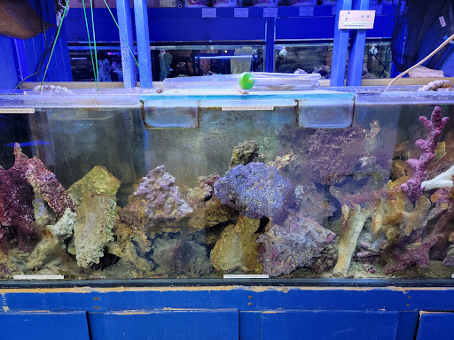 Pet Store «Aquarium Designs», reviews and photos, 15229 San Pedro Ave, San Antonio, TX 78232, USA
