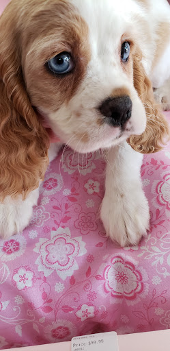 Pet Store «Dream Puppys», reviews and photos, 1461 Westgate Pkwy, Dothan, AL 36303, USA