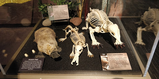 Museum «SKELETONS: Museum Of Osteology», reviews and photos, 8441 International Dr Suite 250, Orlando, FL 32819, USA