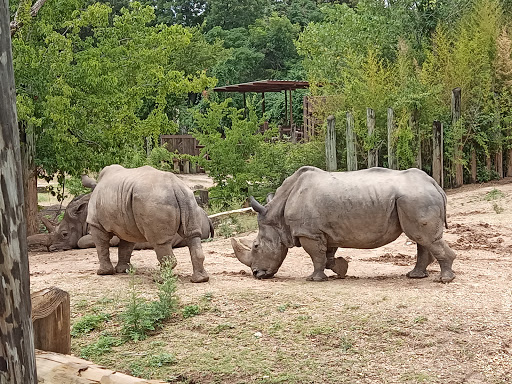 Zoo «Cameron Park Zoo», reviews and photos, 1701 N 4th St, Waco, TX 76707, USA