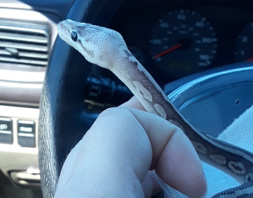 Reptile Store «Cleveland Reptile Show», reviews and photos, 17250 Hummel Rd, Brook Park, OH 44142, USA