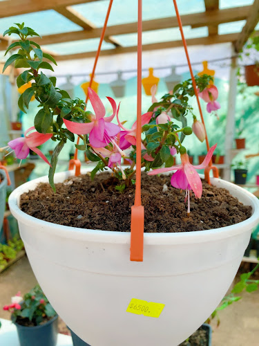 Vivero Jardín de hadas copihue - Parral