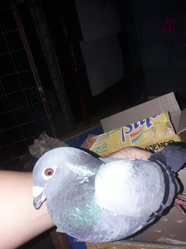 Tropical Fish Store «Aquatic Treasures», reviews and photos, 3211 N Tenaya Way #107, Las Vegas, NV 89129, USA