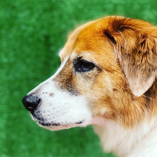 Pet Care Service «Green Paws Pet Market», reviews and photos, 10037 Cleary Blvd, Plantation, FL 33324, USA