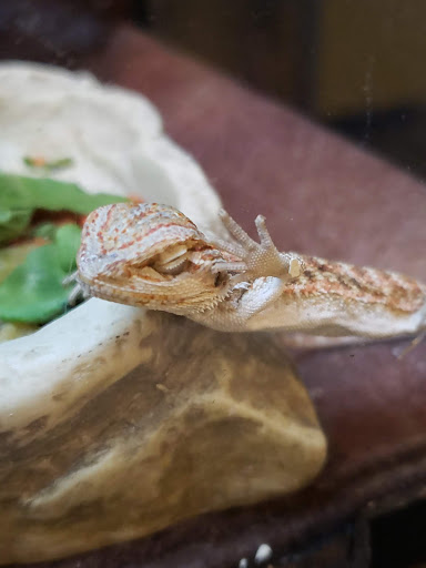 Pet Supply Store «PetSmart», reviews and photos, 315 Gellert Blvd, Daly City, CA 94015, USA