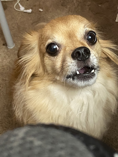 Pet Supply Store «Paws In The Park», reviews and photos, 17833 1st Avenue South, Seattle, WA 98148, USA