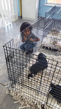 All About Puppies - Photo 5 - Car repair in Largo, FL, St. Petersburg