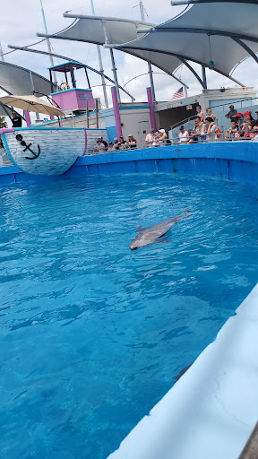 Tour Agency «Miami Swim With Dolphin Tours», reviews and photos, 247 SW 8th St, Miami, FL 33130, USA