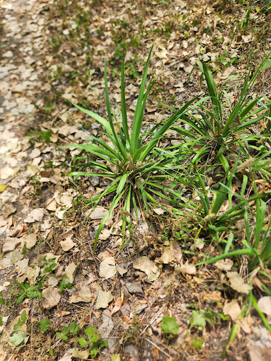 Nature Preserve «Spring Creek Forest Preserve», reviews and photos, 1770 Holford Rd, Garland, TX 75044, USA