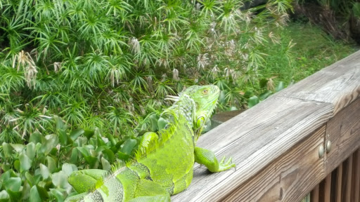 Animal Rescue Service «McCarthys Wildlife Sanctuary», reviews and photos, 12943 61st St N, West Palm Beach, FL 33412, USA