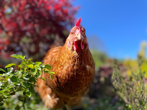 Dörsch A. und Dörsch B. Dr. Kleintierpraxis unter Kiel, 