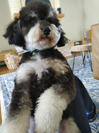 Pet Groomer «Splash and Dash Groomerie & Boutique», reviews and photos, 224 Peachtree East Shopping Center, Peachtree City, GA 30269, USA