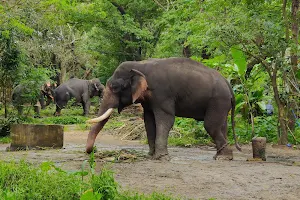 Elephant Kotta, Guruvayoor image