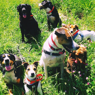 Naturellement Chien Educ - Éducateur Canin - Fleurs de Bach et Communication Animale à Ruan-sur-Egvonne