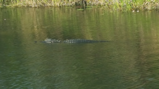 Tourist Attraction «Shark Valley Tram Tours», reviews and photos, 36000 SW 8th St, Miami, FL 33194, USA