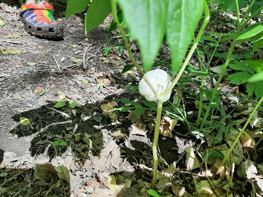 Nature Preserve «Meltzer Woods», reviews and photos, 1522 S 600 E, Shelbyville, IN 46176, USA