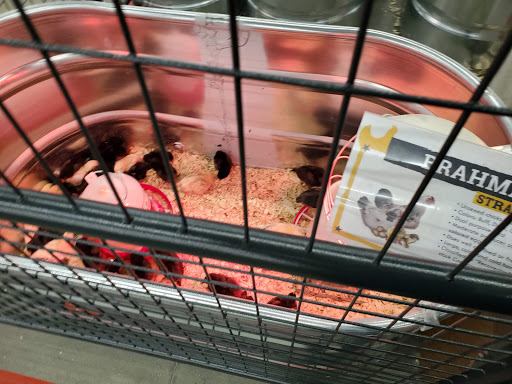 Home Improvement Store «Tractor Supply Co.», reviews and photos, 82 Turnpike Rd, Ipswich, MA 01938, USA