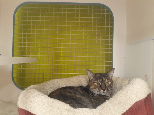 Pet Supply Store «Unleashed by Petco», reviews and photos, 515 El Camino Real #120, Menlo Park, CA 94025, USA