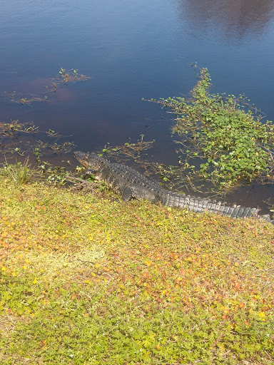 Golf Course «Deer Island Country Club», reviews and photos, 18000 Eagles Club House Way, Tavares, FL 32778, USA