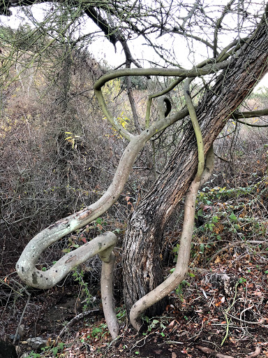 Learning Center «George F Canyon Preserve and Nature Center», reviews and photos, 27305 Palos Verdes Dr E, Rolling Hills Estates, CA 90274, USA