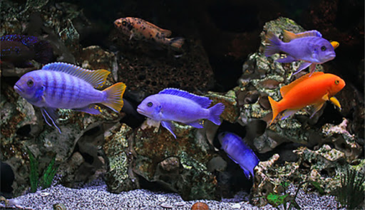 The iFISH Store image 9