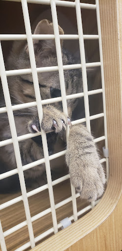 Pet Supply Store «Petco Animal Supplies», reviews and photos, 2807 Wilma Rudolph Blvd, Clarksville, TN 37040, USA