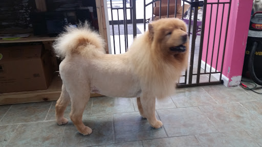 Pet Groomer «Barking Beauties pet Boutique», reviews and photos, 112 E 2nd St S, Newton, IA 50208, USA