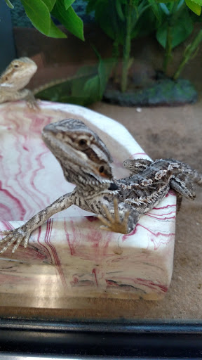 Pet Supply Store «Petco Animal Supplies», reviews and photos, 4600 Casey Blvd #100, Williamsburg, VA 23188, USA