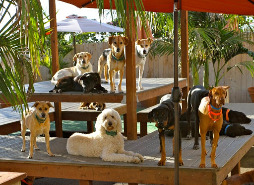 Dr. Boyd's Pet Resort - San Diego