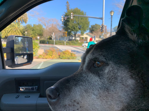 Grocery Store «Safeway», reviews and photos, 406 N Main St, Sebastopol, CA 95472, USA