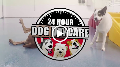 24 Hour Dog Daycare image