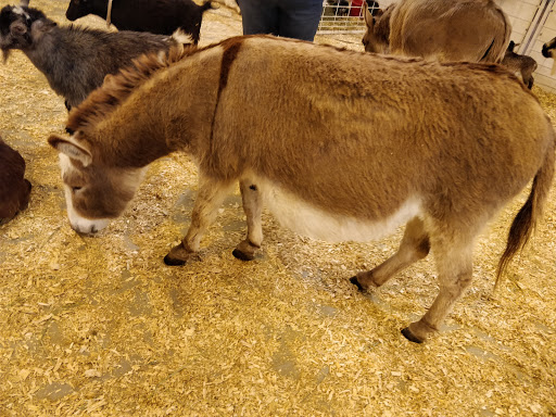 Stadium «NRG Stadium», reviews and photos, NRG Pkwy, Houston, TX 77054, USA