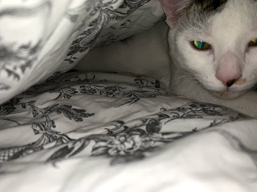 Pet Supply Store «PetSmart», reviews and photos, 220 Commerce Blvd, Fairless Hills, PA 19030, USA