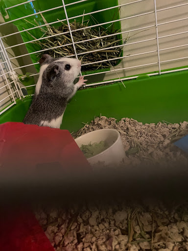 Pet Supply Store «Petco Animal Supplies», reviews and photos, 1065 Kennedy Rd, Windsor, CT 06095, USA