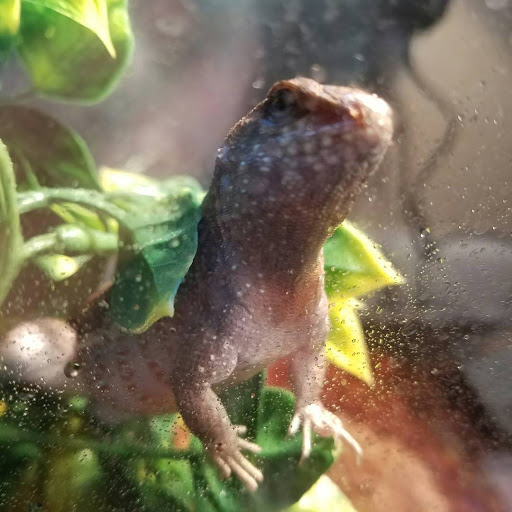 Pet Supply Store «Petco Animal Supplies», reviews and photos, 330 Orchard Park Rd, West Seneca, NY 14224, USA