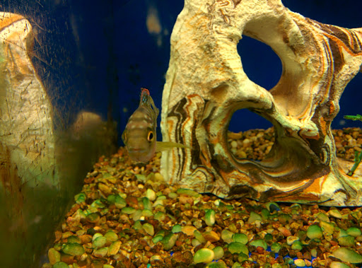 Pet Supply Store «PetSmart», reviews and photos, 100 108th Ave NE, Bellevue, WA 98004, USA