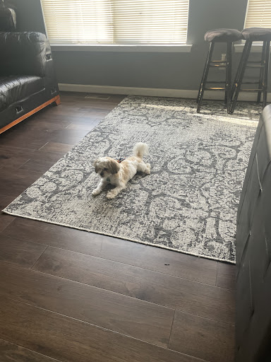 Pet Supply Store «Petco Animal Supplies», reviews and photos, 8909 Branch Ave d, Clinton, MD 20735, USA