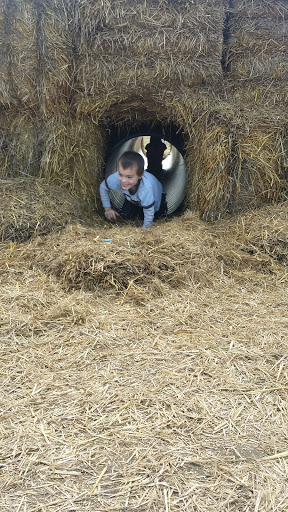 Tourist Attraction «Shipshewana Corn Maze», reviews and photos, 505 Morton St, Shipshewana, IN 46565, USA