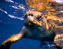 Tony Ludovico Photography - Photo 2 - Car repair in , Port St. Lucie