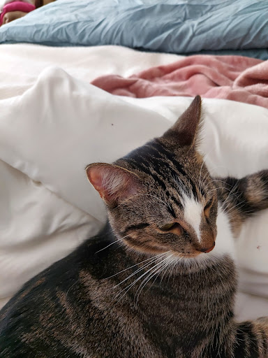 Pet Supply Store «Pet Food Warehouse», reviews and photos, 2500 Williston Rd, South Burlington, VT 05403, USA