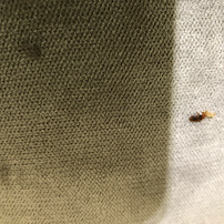 Green Eco Environmental Pest Control - Photo 2 - Car repair in , New York