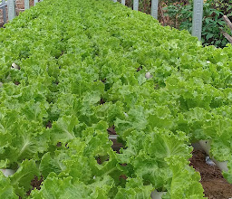 Yurefi green garden photo