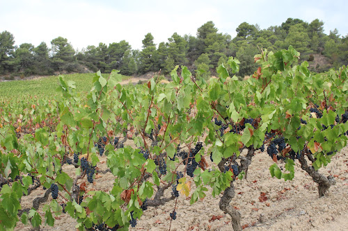 Domaine de Gazel à Laure-Minervois