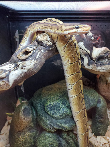 Pet Supply Store «PetSmart», reviews and photos, 1621 E Monte Vista Ave b, Vacaville, CA 95688, USA