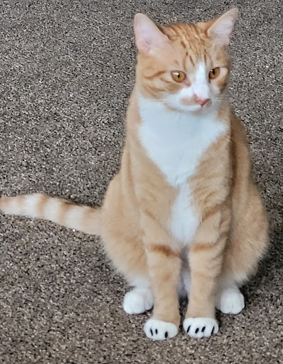 Pet Supply Store «Petco Animal Supplies», reviews and photos, 4450 Commercial St SE #150, Salem, OR 97301, USA