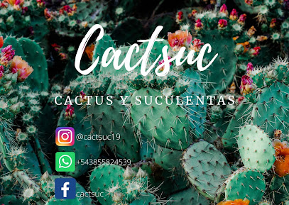 Cactsuc: venta de cactus y suculentas