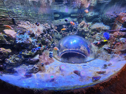 SEA LIFE Arizona Aquarium