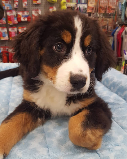 Pet Store «Friendly Pets», reviews and photos, 625 Friendly Center Rd, Greensboro, NC 27408, USA