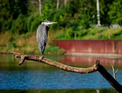 Nature Preserve «Grant Woods Forest Preserve», reviews and photos, 25405 W Monaville Rd, Ingleside, IL 60041, USA