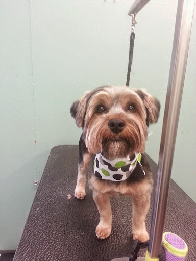 Pet Groomer «Barking Beauties pet Boutique», reviews and photos, 112 E 2nd St S, Newton, IA 50208, USA